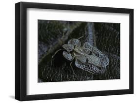 Corythucha Ciliata (Sycamore Lace Bug)-Paul Starosta-Framed Photographic Print