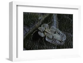 Corythucha Ciliata (Sycamore Lace Bug)-Paul Starosta-Framed Photographic Print