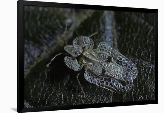 Corythucha Ciliata (Sycamore Lace Bug)-Paul Starosta-Framed Photographic Print