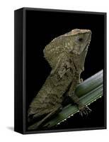 Corytophanes Cristatus (Helmeted Iguana)-Paul Starosta-Framed Stretched Canvas