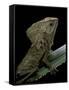 Corytophanes Cristatus (Helmeted Iguana)-Paul Starosta-Framed Stretched Canvas