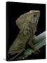 Corytophanes Cristatus (Helmeted Iguana)-Paul Starosta-Stretched Canvas