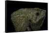 Corytophanes Cristatus (Helmeted Iguana)-Paul Starosta-Framed Stretched Canvas