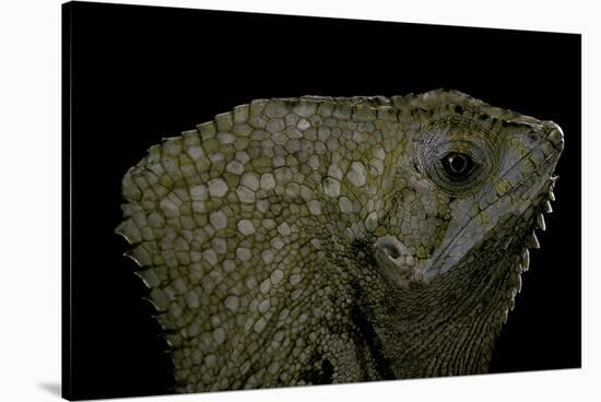 Corytophanes Cristatus (Helmeted Iguana)-Paul Starosta-Stretched Canvas