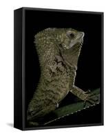 Corytophanes Cristatus (Helmeted Iguana)-Paul Starosta-Framed Stretched Canvas