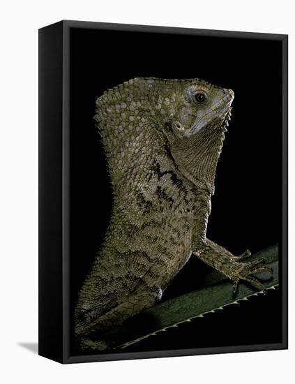 Corytophanes Cristatus (Helmeted Iguana)-Paul Starosta-Framed Stretched Canvas