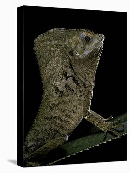 Corytophanes Cristatus (Helmeted Iguana)-Paul Starosta-Stretched Canvas