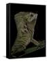 Corytophanes Cristatus (Helmeted Iguana)-Paul Starosta-Framed Stretched Canvas