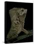 Corytophanes Cristatus (Helmeted Iguana)-Paul Starosta-Framed Stretched Canvas