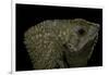 Corytophanes Cristatus (Helmeted Iguana)-Paul Starosta-Framed Photographic Print