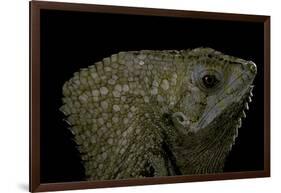 Corytophanes Cristatus (Helmeted Iguana)-Paul Starosta-Framed Photographic Print