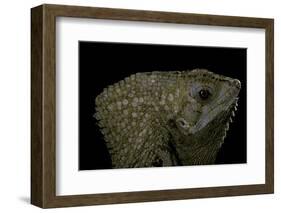 Corytophanes Cristatus (Helmeted Iguana)-Paul Starosta-Framed Photographic Print