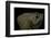 Corytophanes Cristatus (Helmeted Iguana)-Paul Starosta-Framed Photographic Print