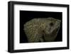 Corytophanes Cristatus (Helmeted Iguana)-Paul Starosta-Framed Photographic Print