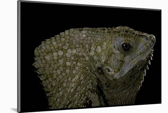 Corytophanes Cristatus (Helmeted Iguana)-Paul Starosta-Mounted Photographic Print