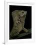 Corytophanes Cristatus (Helmeted Iguana)-Paul Starosta-Framed Photographic Print