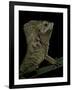 Corytophanes Cristatus (Helmeted Iguana)-Paul Starosta-Framed Photographic Print