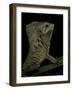 Corytophanes Cristatus (Helmeted Iguana)-Paul Starosta-Framed Photographic Print