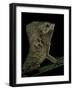 Corytophanes Cristatus (Helmeted Iguana)-Paul Starosta-Framed Photographic Print