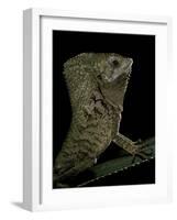 Corytophanes Cristatus (Helmeted Iguana)-Paul Starosta-Framed Photographic Print