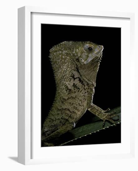 Corytophanes Cristatus (Helmeted Iguana)-Paul Starosta-Framed Photographic Print