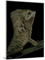 Corytophanes Cristatus (Helmeted Iguana)-Paul Starosta-Mounted Photographic Print