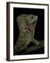 Corytophanes Cristatus (Helmeted Iguana)-Paul Starosta-Framed Photographic Print