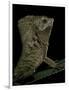 Corytophanes Cristatus (Helmeted Iguana)-Paul Starosta-Framed Photographic Print