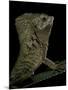 Corytophanes Cristatus (Helmeted Iguana)-Paul Starosta-Mounted Photographic Print