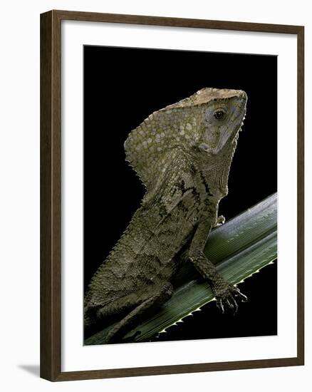 Corytophanes Cristatus (Helmeted Iguana)-Paul Starosta-Framed Photographic Print