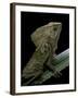 Corytophanes Cristatus (Helmeted Iguana)-Paul Starosta-Framed Photographic Print