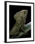 Corytophanes Cristatus (Helmeted Iguana)-Paul Starosta-Framed Photographic Print