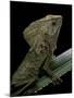 Corytophanes Cristatus (Helmeted Iguana)-Paul Starosta-Mounted Photographic Print