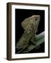 Corytophanes Cristatus (Helmeted Iguana)-Paul Starosta-Framed Photographic Print