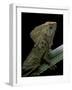 Corytophanes Cristatus (Helmeted Iguana)-Paul Starosta-Framed Photographic Print