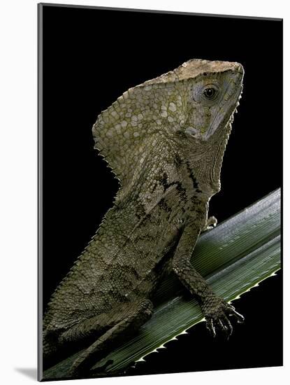 Corytophanes Cristatus (Helmeted Iguana)-Paul Starosta-Mounted Photographic Print