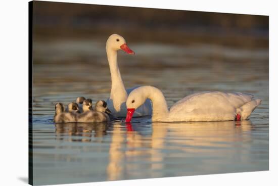 Coscoroba swan, (Coscoroba coscoroba) family with chicks, La Pampa, Argentina-Gabriel Rojo-Stretched Canvas