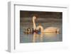 Coscoroba swan, (Coscoroba coscoroba) family with chicks, La Pampa, Argentina-Gabriel Rojo-Framed Photographic Print