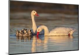 Coscoroba swan, (Coscoroba coscoroba) family with chicks, La Pampa, Argentina-Gabriel Rojo-Mounted Photographic Print