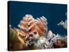 Cose-up View of a Christmas Tree Worm, Key Largo, Florida-Stocktrek Images-Stretched Canvas