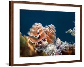 Cose-up View of a Christmas Tree Worm, Key Largo, Florida-Stocktrek Images-Framed Photographic Print