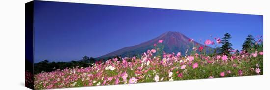 Cosmea Mount. Fuji Oshino Yamanashi Japan-null-Stretched Canvas