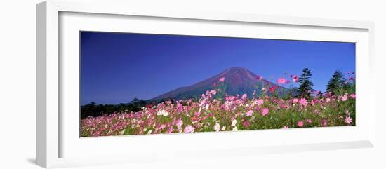 Cosmea Mount. Fuji Oshino Yamanashi Japan-null-Framed Photographic Print