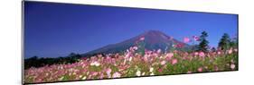 Cosmea Mount. Fuji Oshino Yamanashi Japan-null-Mounted Photographic Print
