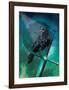 Cosmic Raven-Karin Roberts-Framed Art Print