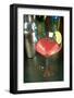 Cosmopolitan Cocktail-Steve Ash-Framed Giclee Print