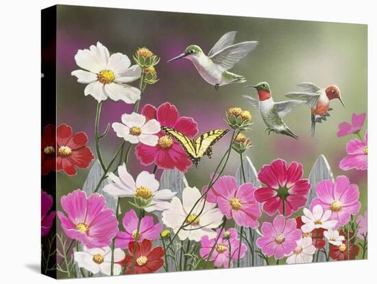 Cosmos and Hummingbirds-William Vanderdasson-Stretched Canvas