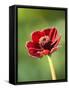 Cosmos atrosanguineus-Clive Nichols-Framed Stretched Canvas