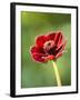 Cosmos atrosanguineus-Clive Nichols-Framed Premium Photographic Print