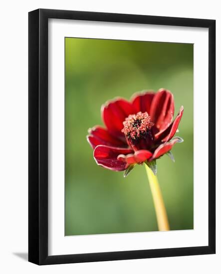 Cosmos atrosanguineus-Clive Nichols-Framed Photographic Print